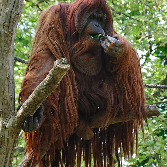 An Orangutan in a tree.